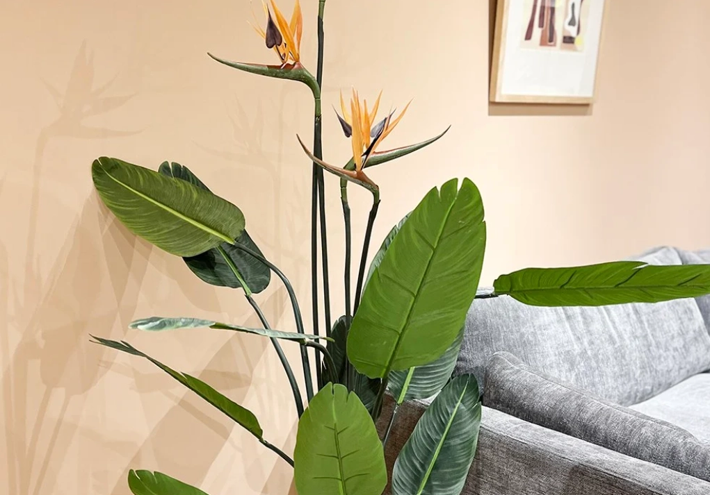 天堂鳥 多久澆一次水