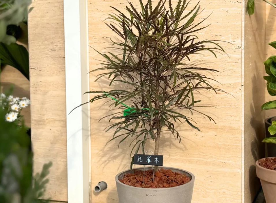 寵物友善大型盆栽 寵物友善大型盆栽