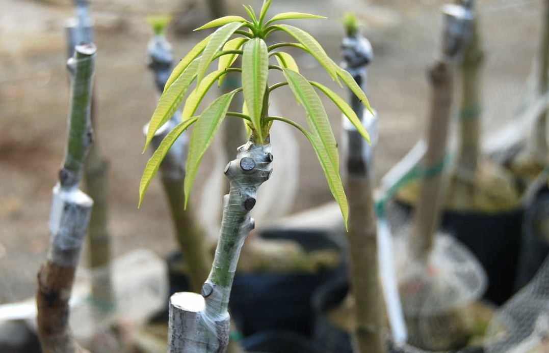 愛文芒果品種改良