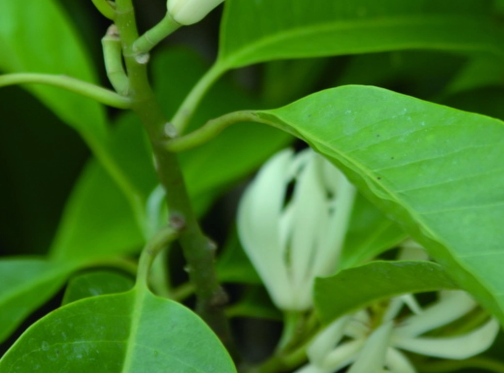 玉蘭花文化意義 玉蘭花文化意義