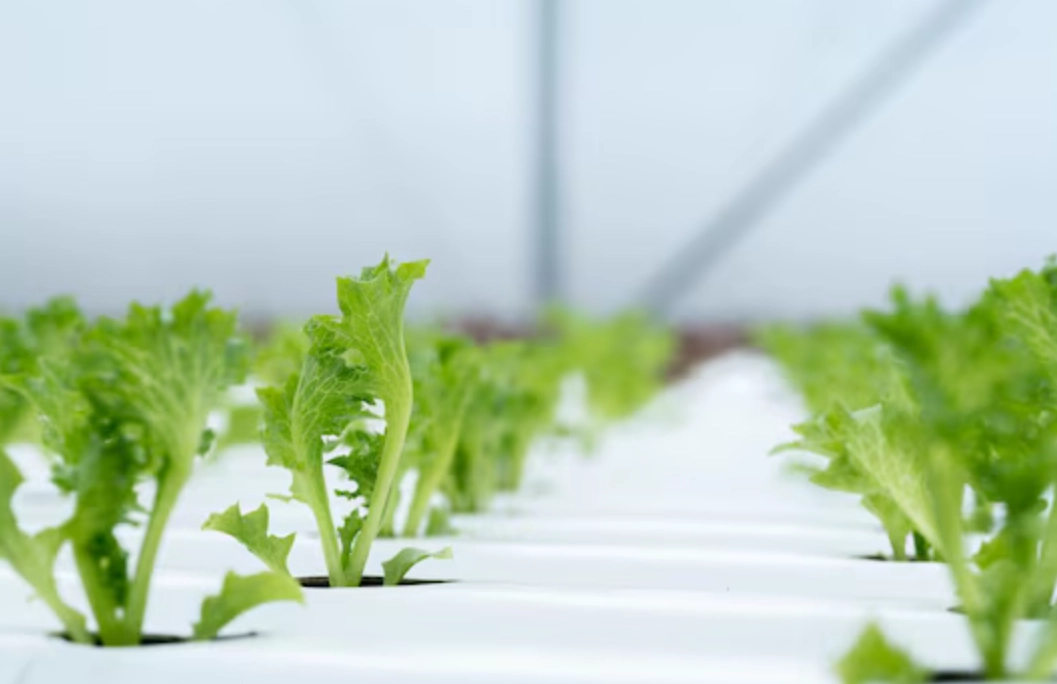 水耕蔬菜 水耕蔬菜