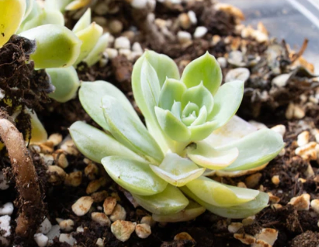 多肉 徒長 補救