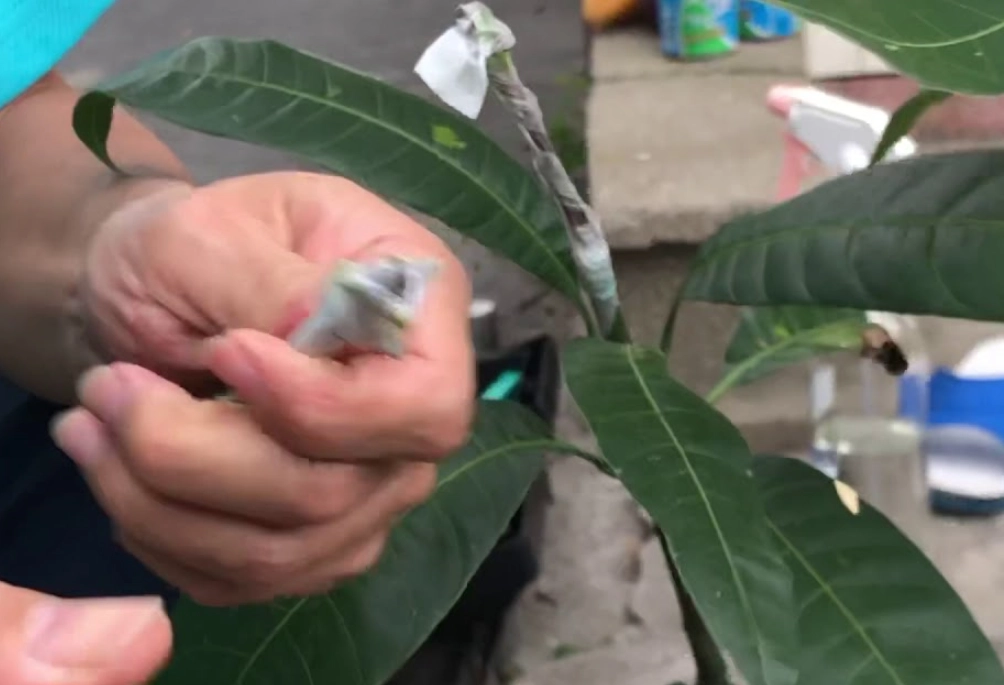 愛文芒果嫁接技術