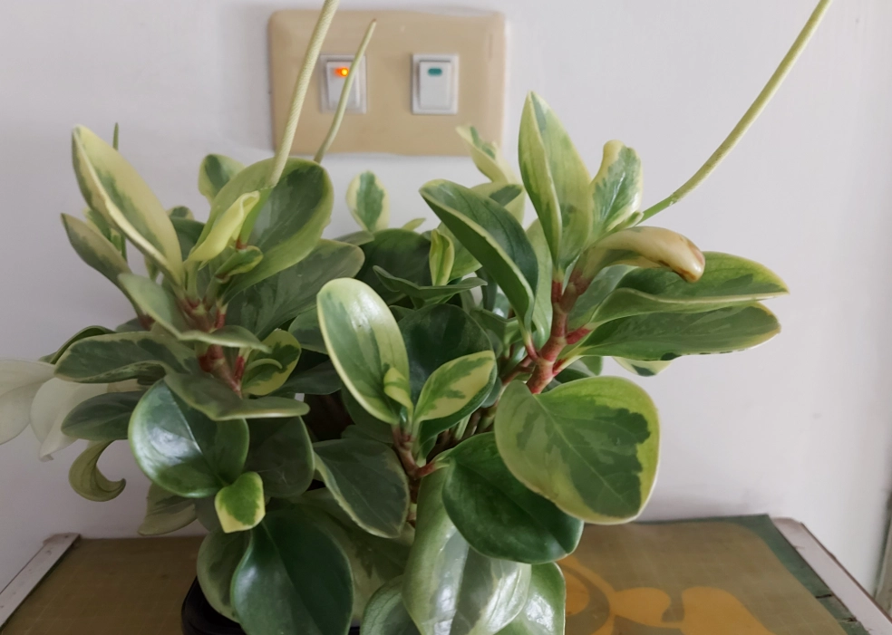 圓葉金錢樹照顧