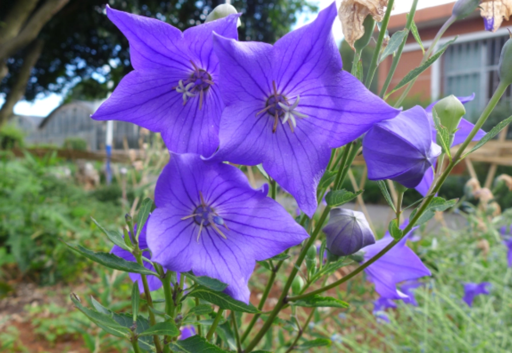 桔梗 貓 有毒 桔梗 貓 有毒