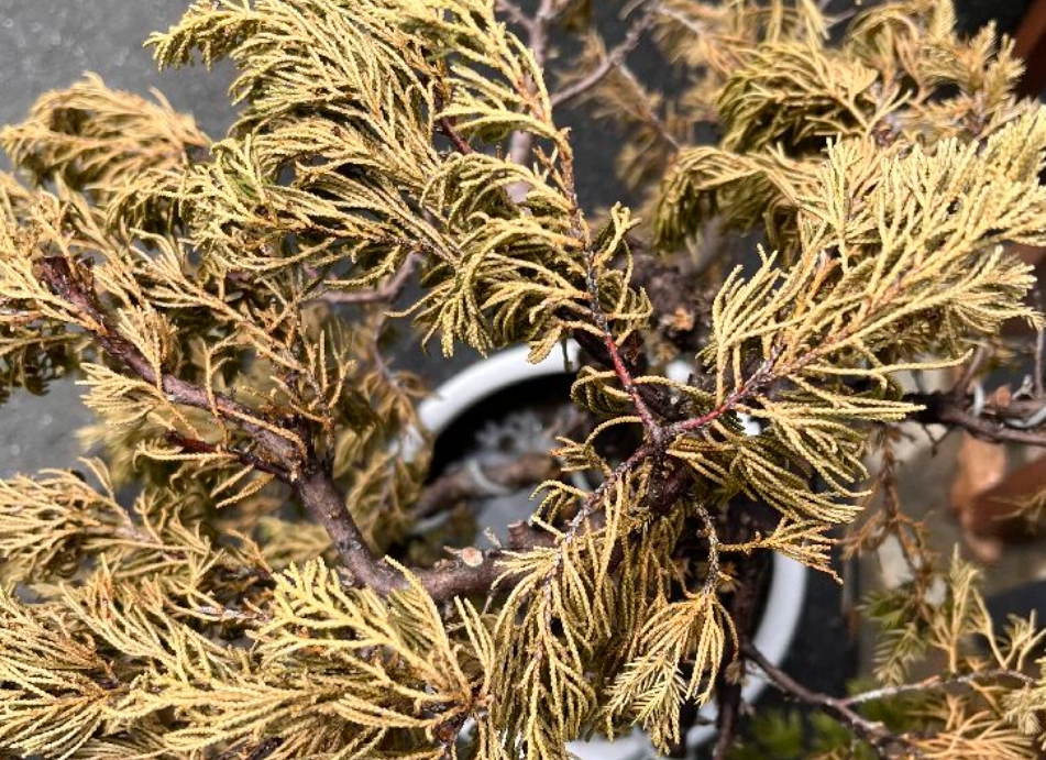 柏樹葉子變黃 柏樹葉子變黃