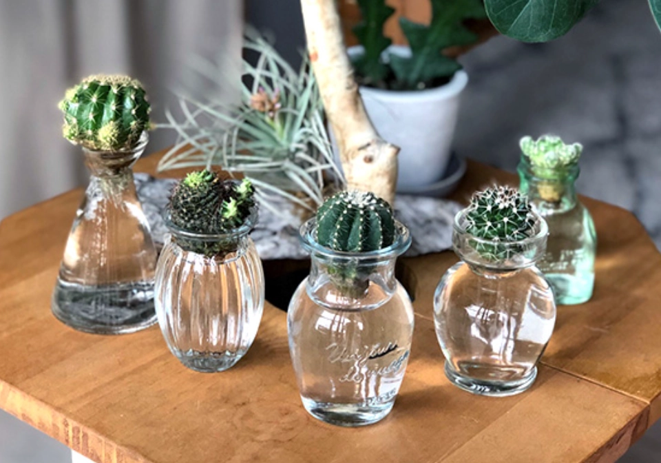 水耕 栽培 技巧 水耕 栽培 技巧