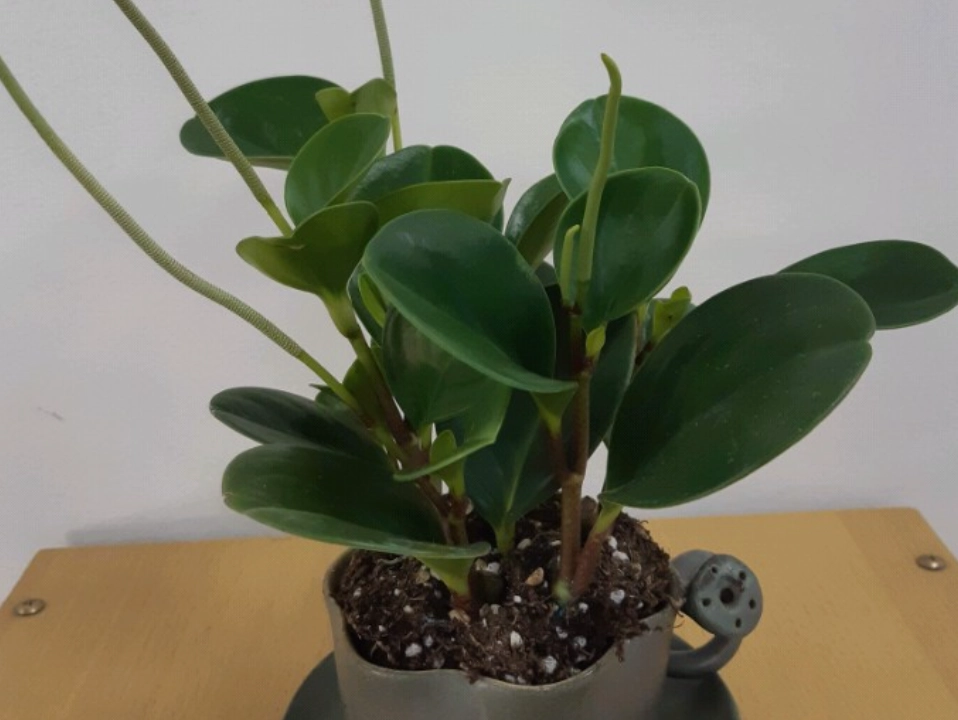 圓葉金錢樹照顧