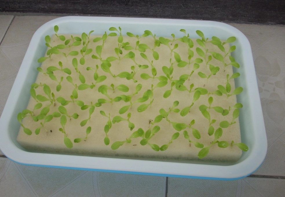 水耕蔬菜種類 水耕蔬菜種類