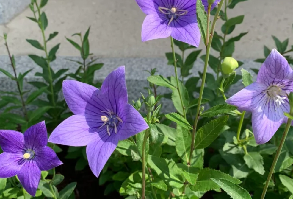 貓咪 中毒 植物 貓咪 中毒 植物