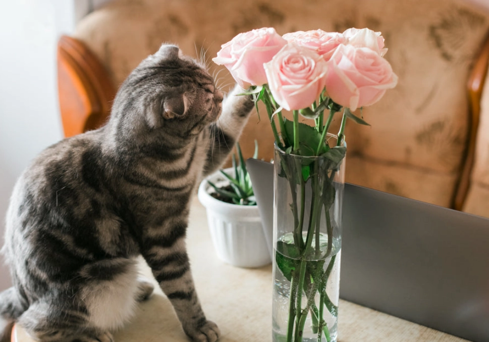 貓咪 玫瑰 有毒