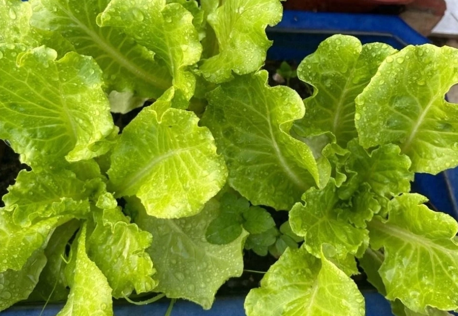 陽台種菜 陽台種菜