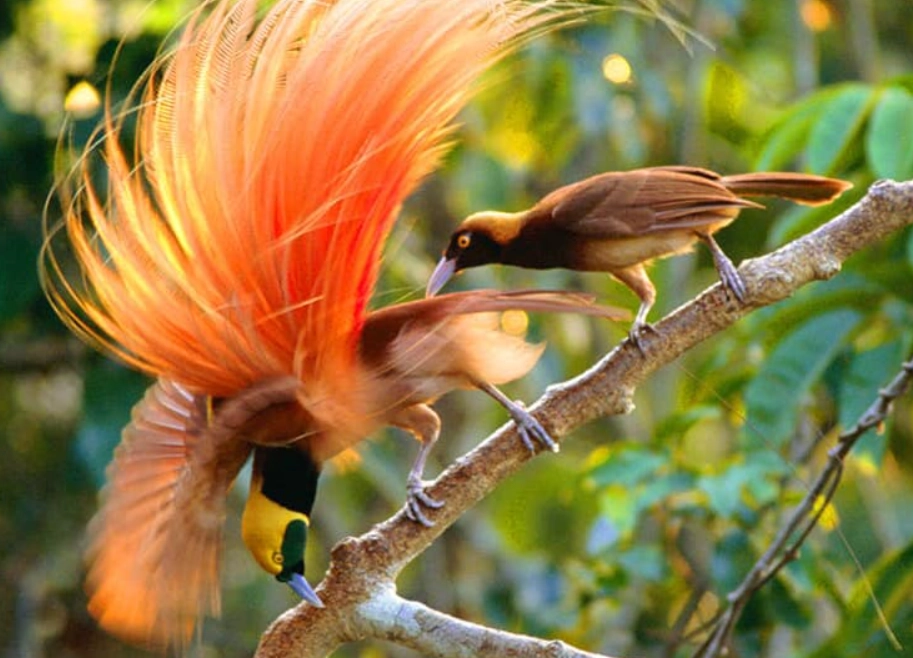 華美天堂鳥價格 華美天堂鳥價格