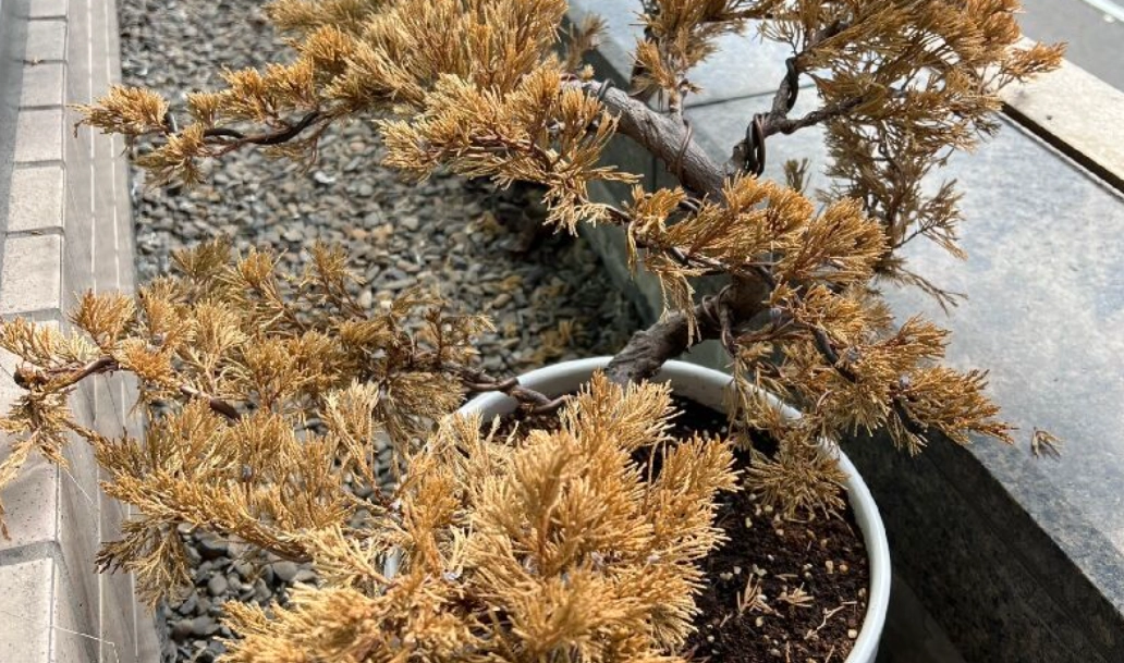 柏樹病害 柏樹病害