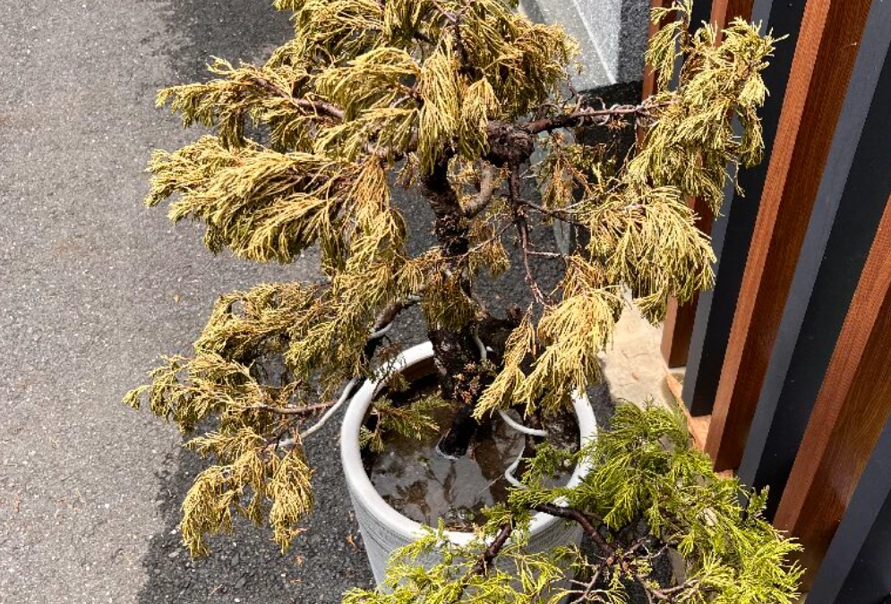 柏樹葉子變黃 柏樹葉子變黃