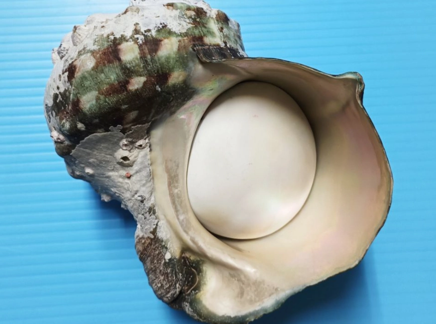 夜光貝殼 台灣 入境