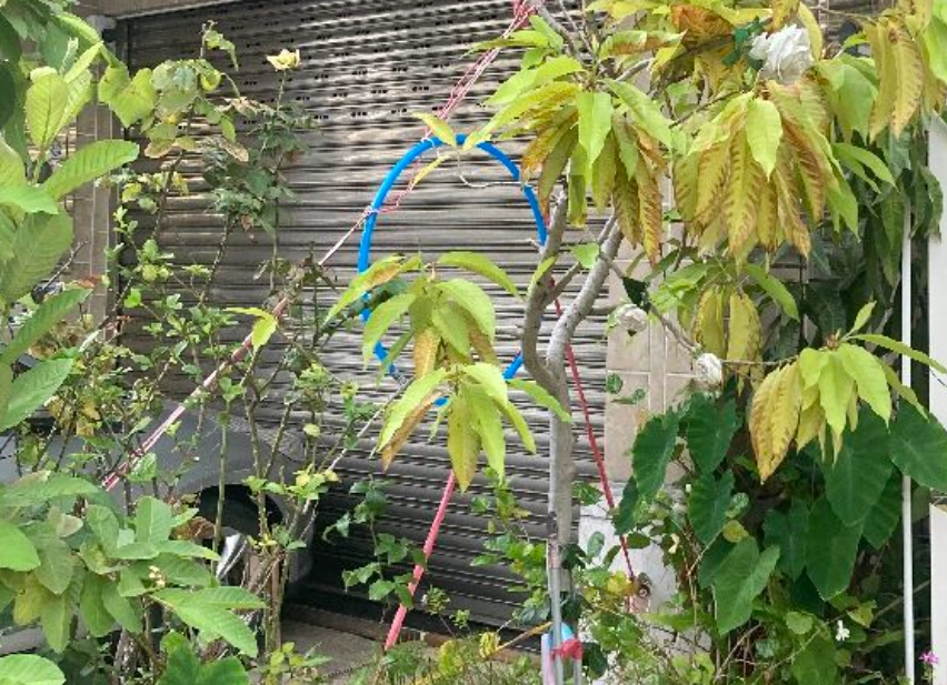 玉蘭花葉黃原因