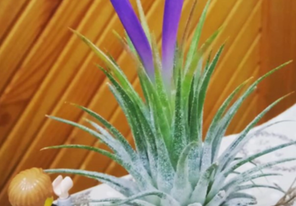 空氣鳳梨 小精靈 品種