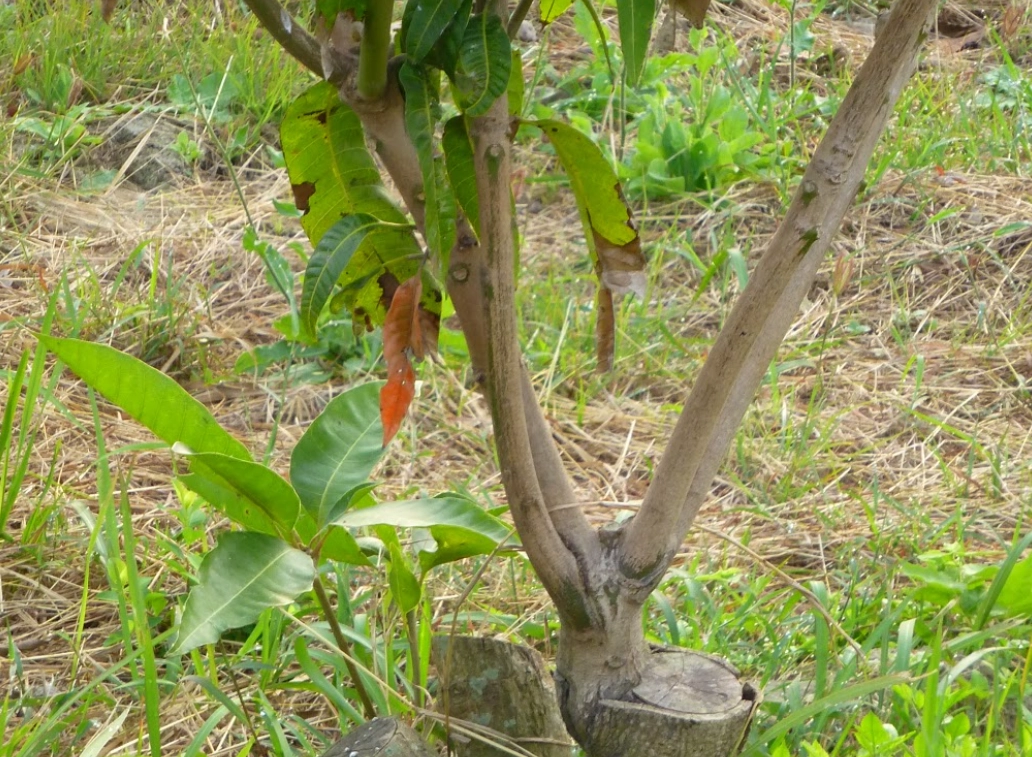 愛文芒果嫁接技術