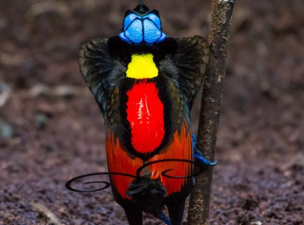 華美天堂鳥飼養 華美天堂鳥飼養