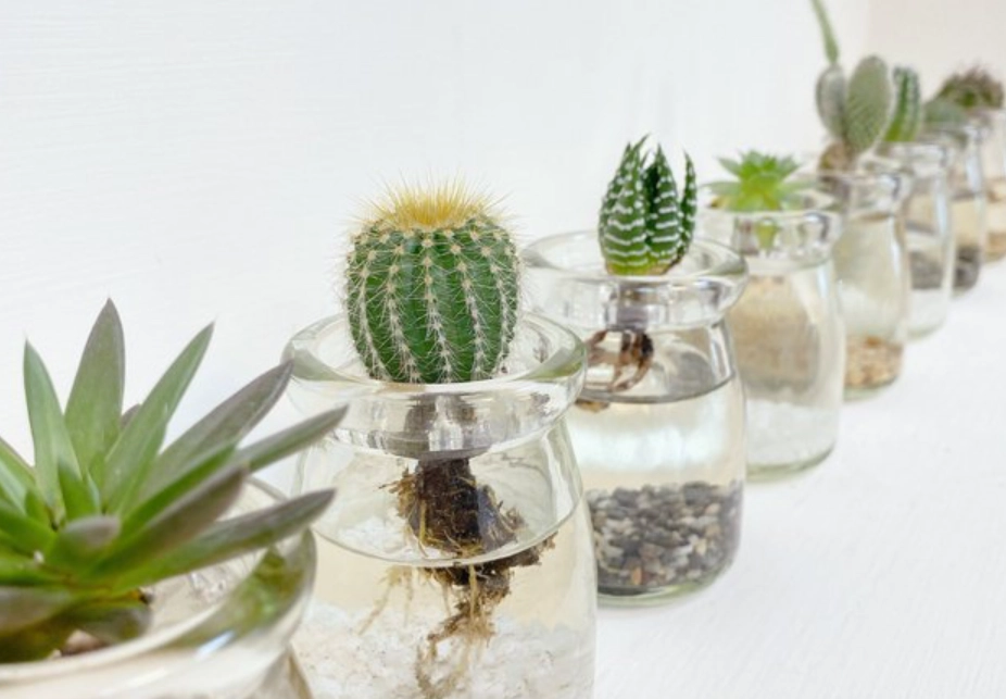 多肉 水耕 栽培 多肉 水耕 栽培