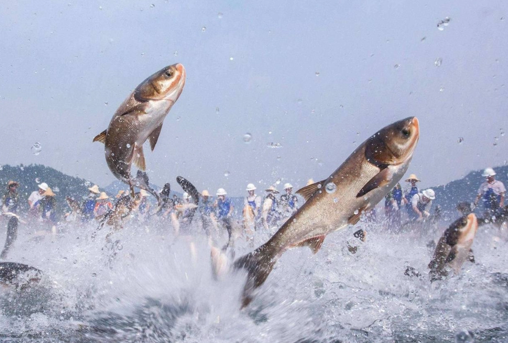 魚跳出水夢境 魚跳出水夢境