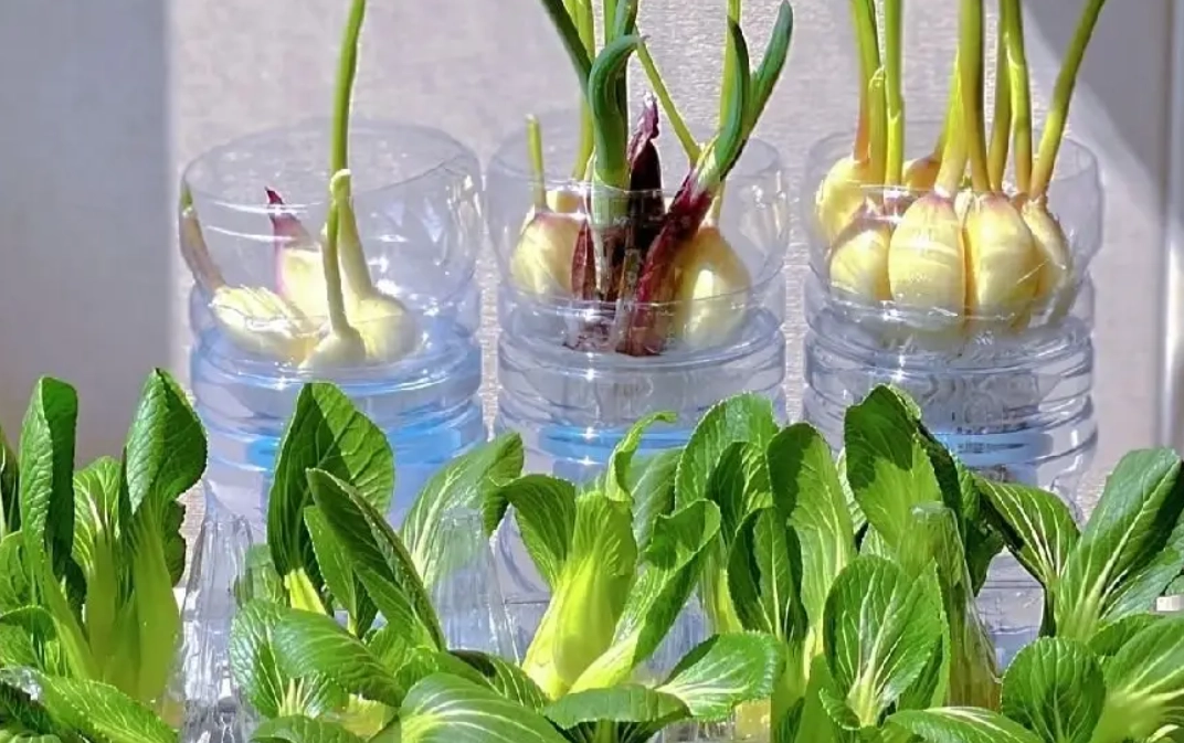 水耕蔬菜種類 水耕蔬菜種類