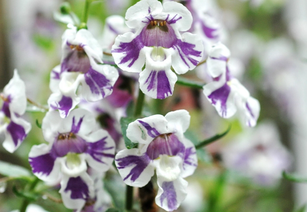 多年生開花植物 多年生開花植物