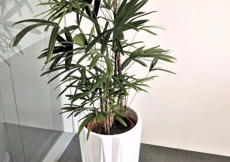 寵物友善大型盆栽 寵物友善大型盆栽