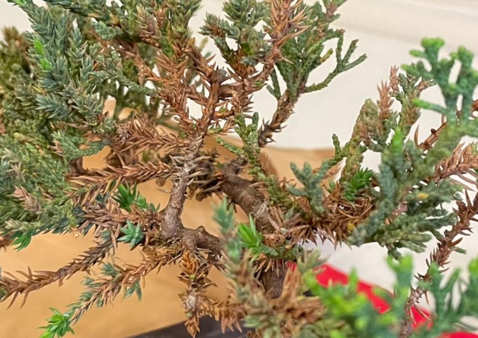 柏樹養護 柏樹養護