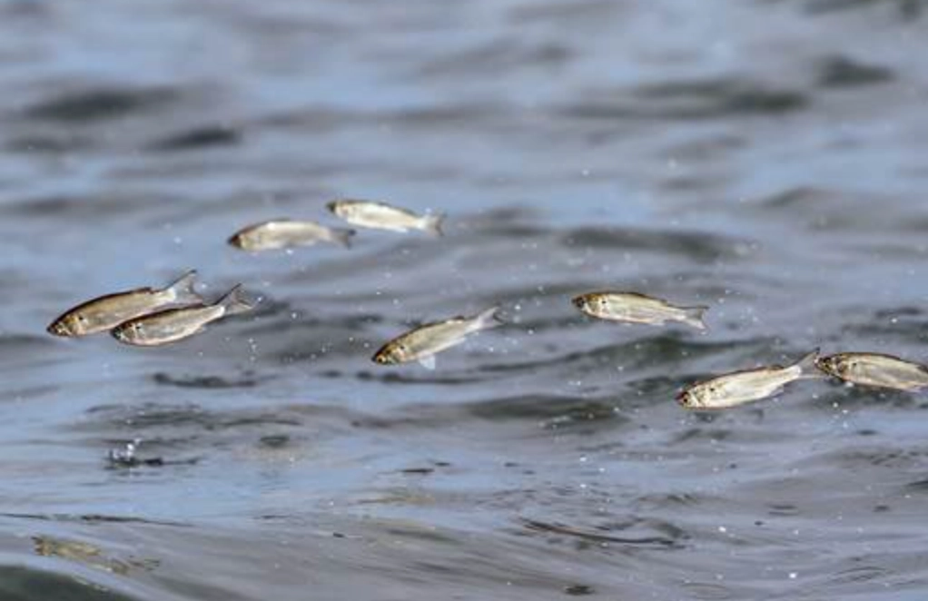 夢見魚跳出水面 夢見魚跳出水面