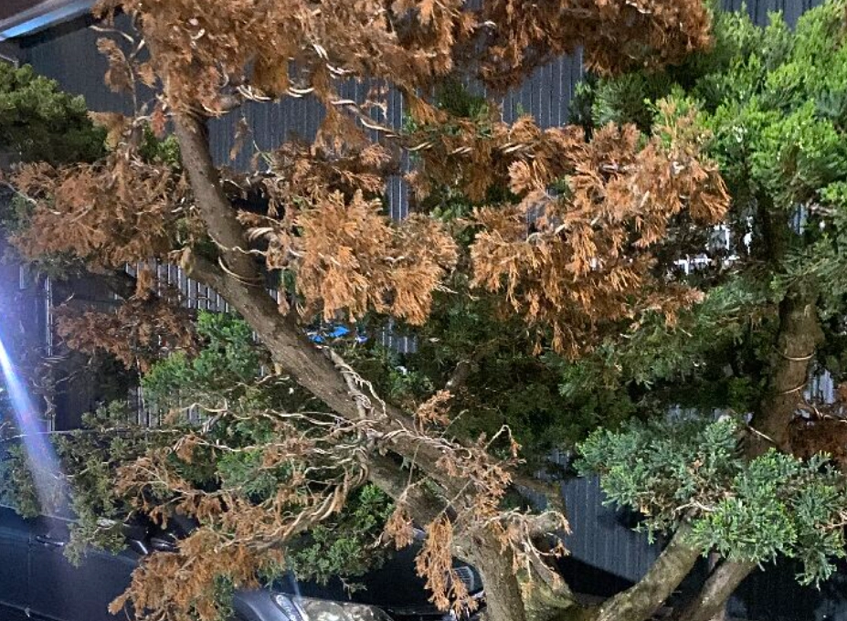 柏樹葉子變黃 柏樹葉子變黃