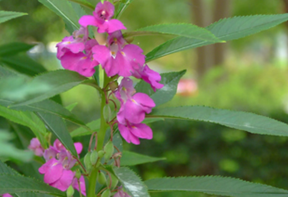 凤仙花 是主根還是鬚根