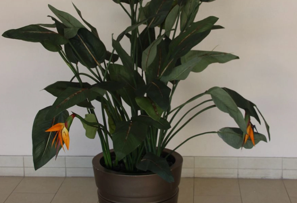 天堂鳥 多久 澆水一次