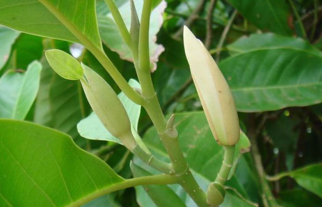 玉蘭花台灣景點 玉蘭花台灣景點