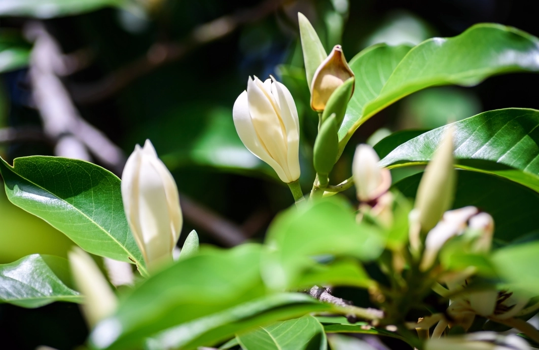 玉蘭花開花季節 玉蘭花開花季節