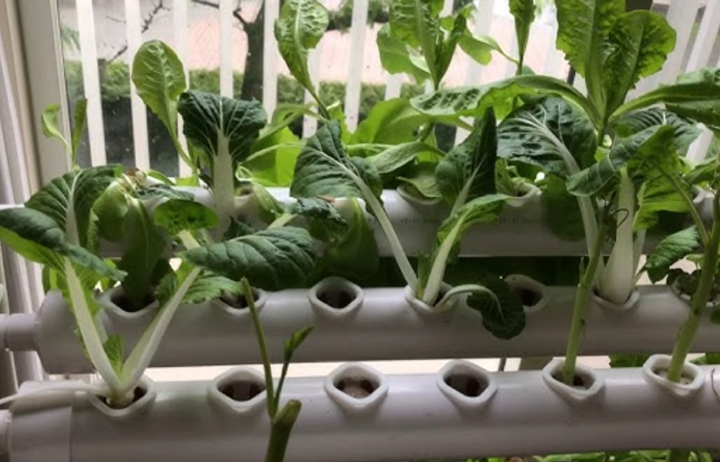 水培蔬菜 水培蔬菜