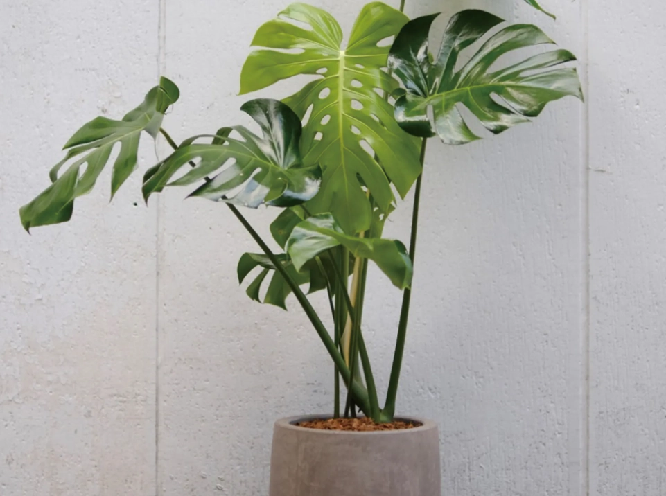 龜背芋 貓 有毒