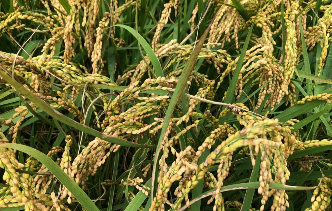 水稻生長日數預測