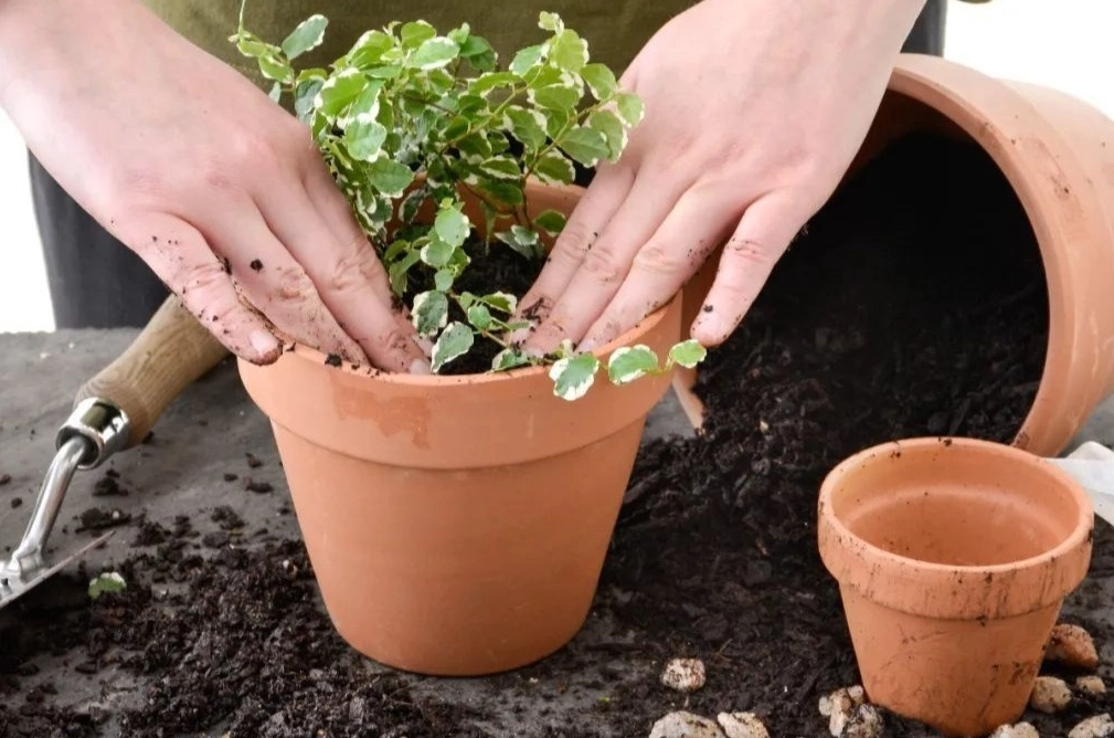 植物換盆時機
