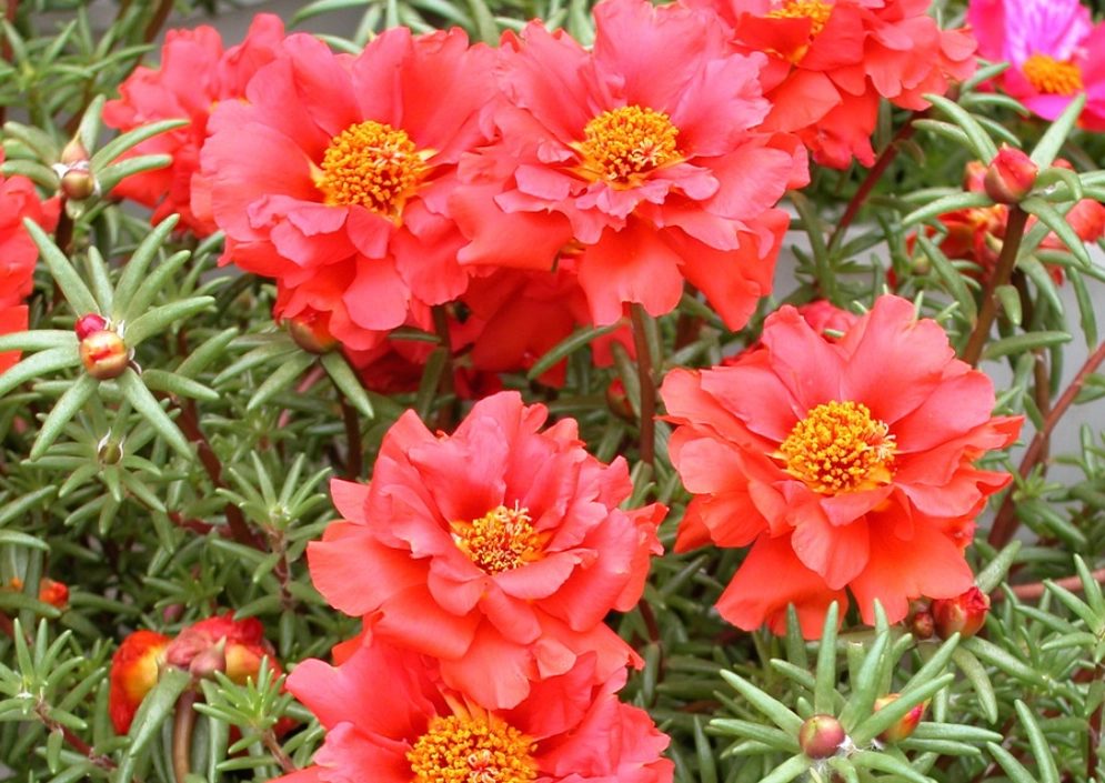 四季開花植物 四季開花植物