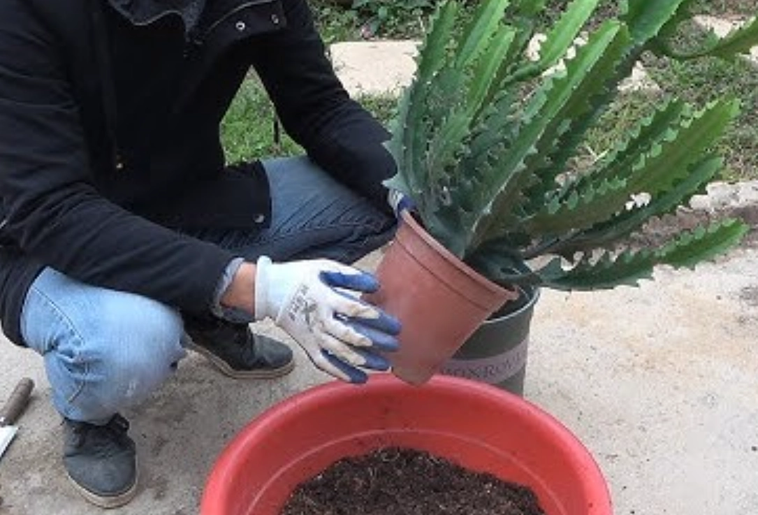 龍骨什麼時候換盆