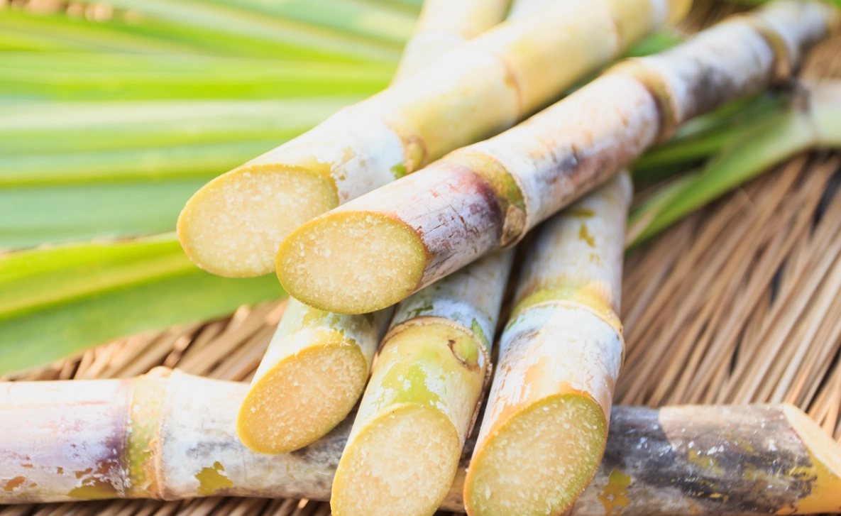 甘蔗 是主根還是須根 甘蔗 是主根還是須根