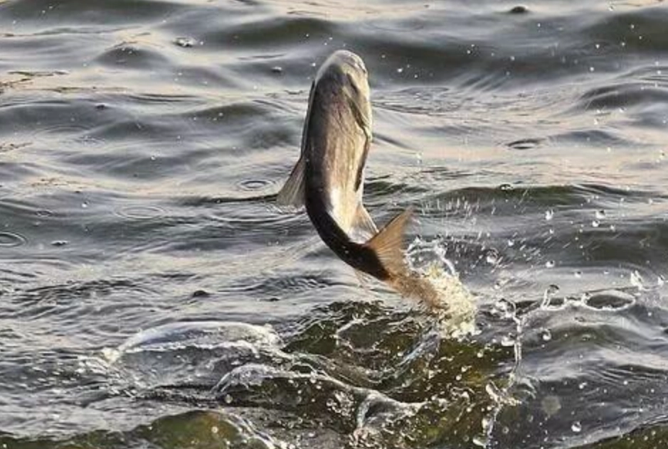 夢到魚跳上岸 夢到魚跳上岸