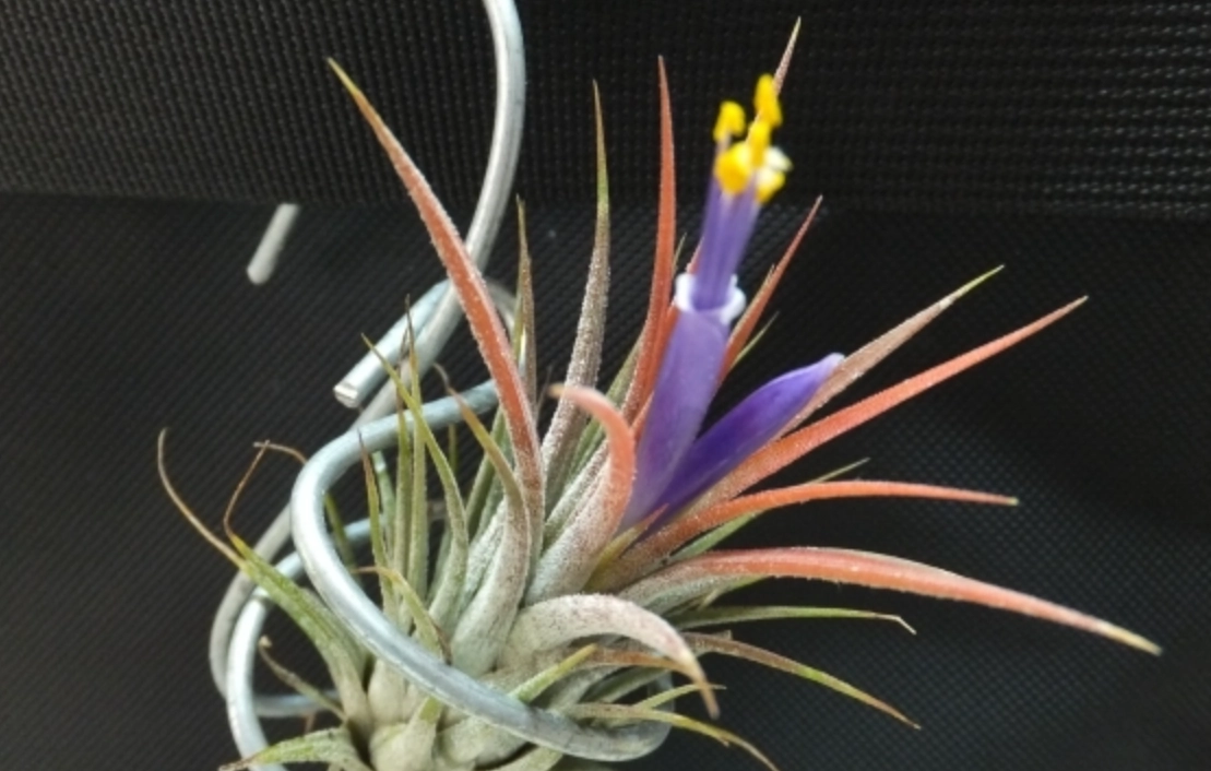 空氣鳳梨開花後處理