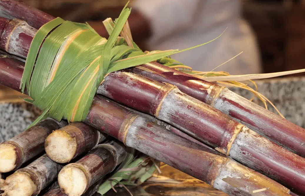 甘蔗 種植 根系管理 甘蔗 種植 根系管理