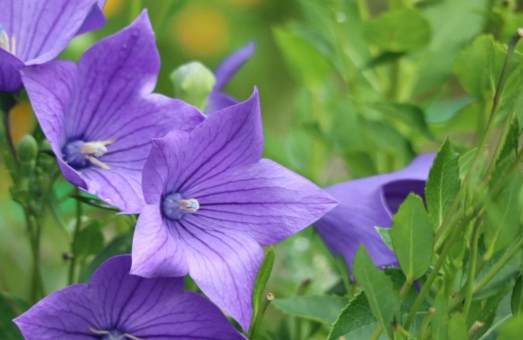 貓咪 中毒 植物 貓咪 中毒 植物