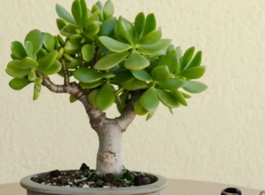 玉樹盆栽 玉樹盆栽