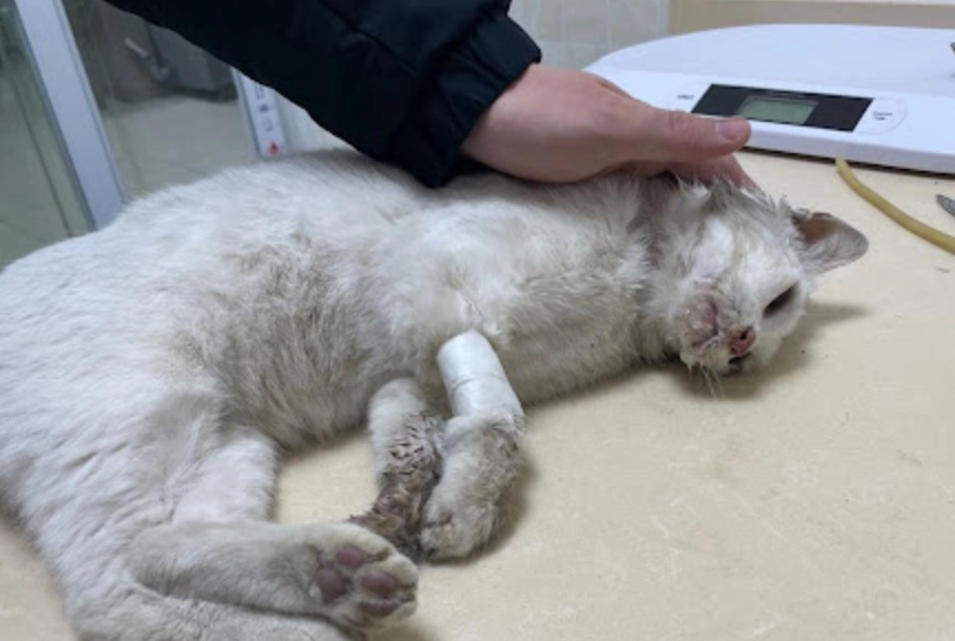 急性樟腦油中毒貓