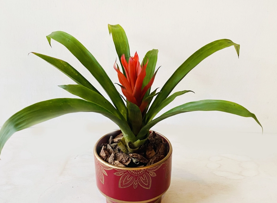 鳳梨盆栽照顧 鳳梨盆栽照顧